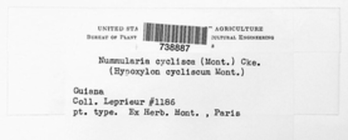 Camillea cyclisca image